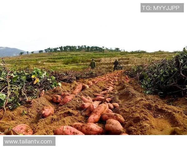 黄军独家分享篮球心得与技巧助你提升球技的全面指南